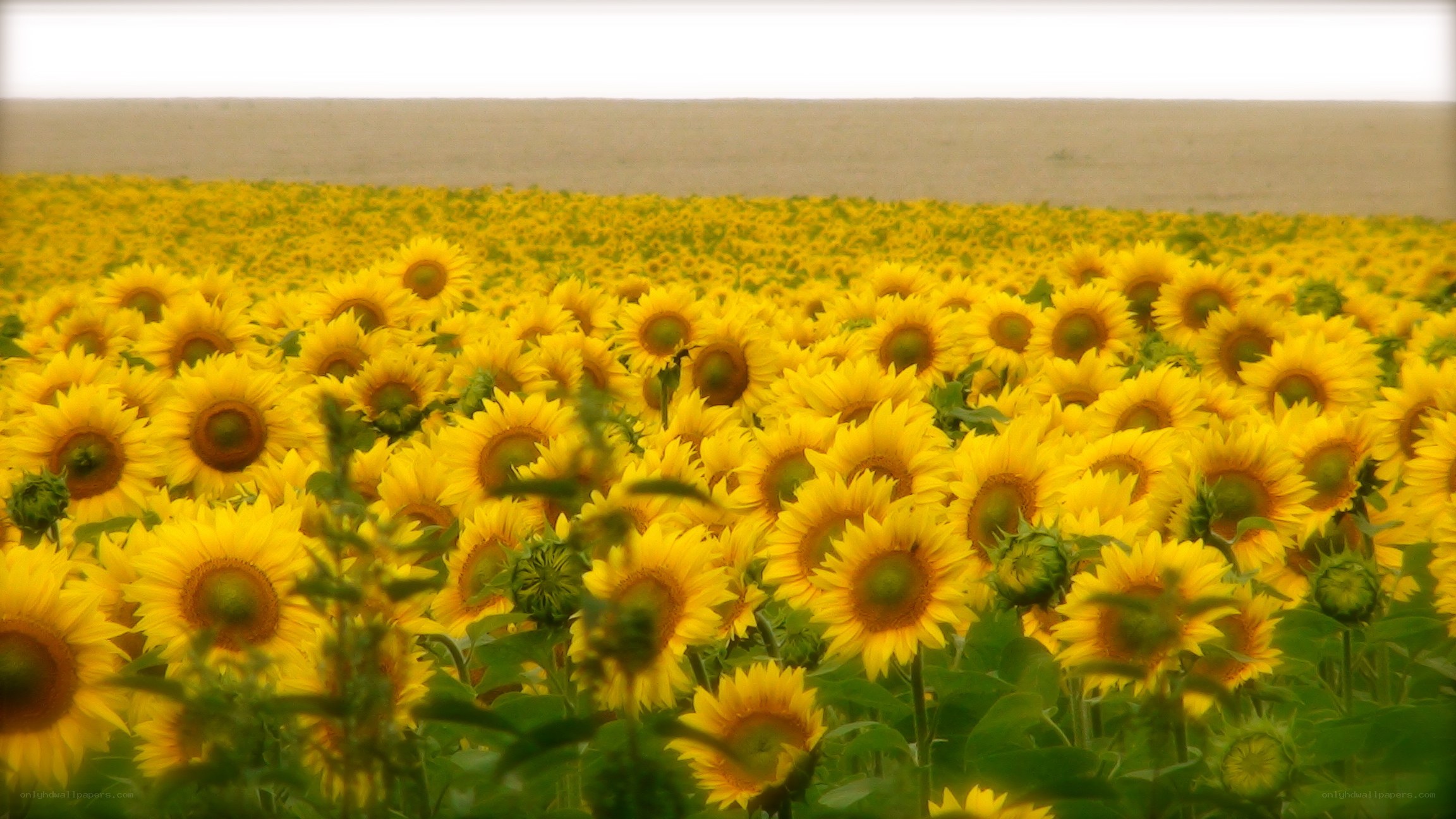 Sunflower field in bloom