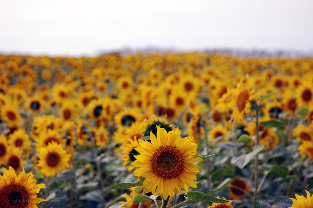 Sunflower field in bloom