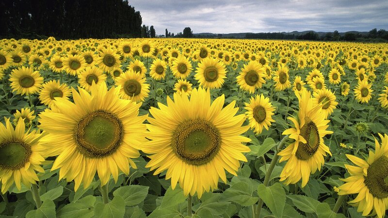 Sunflower field in bloom