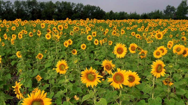 Sunflower field in bloom