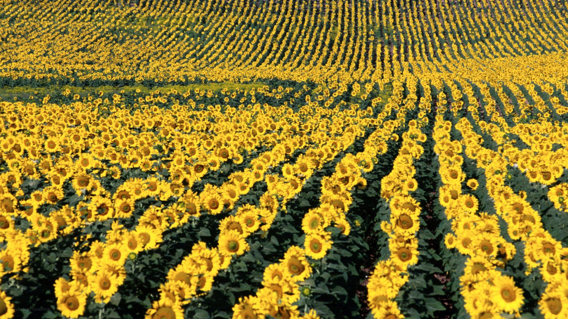 Sunflower field in bloom