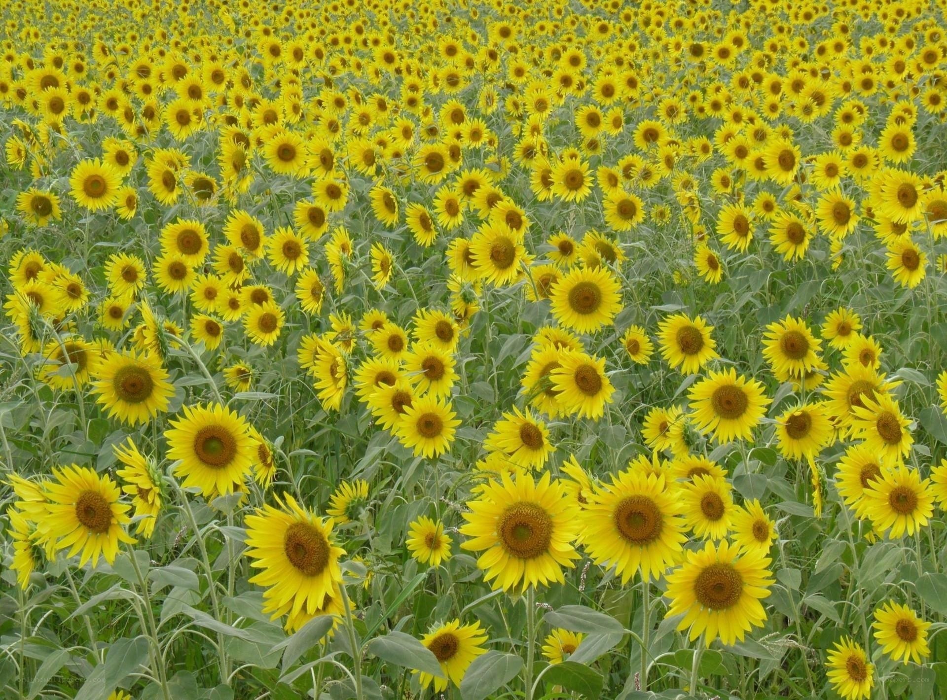 Sunflower field in bloom