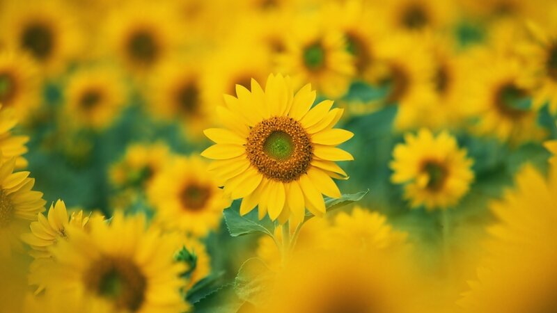 Sunflower field in bloom