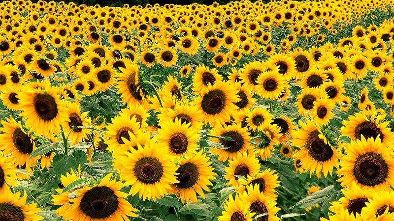 Sunflower field in bloom