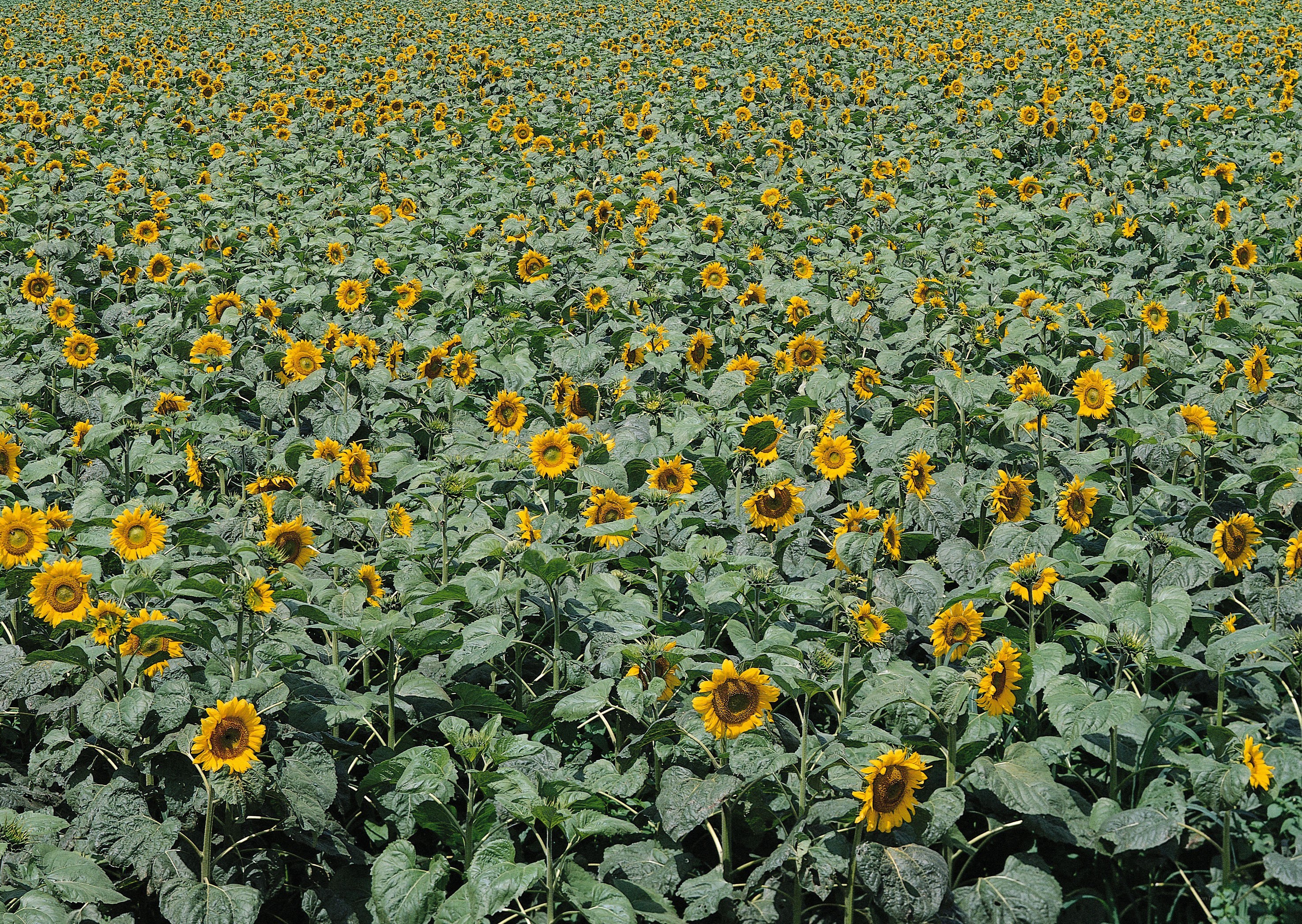 Sunflower field in bloom