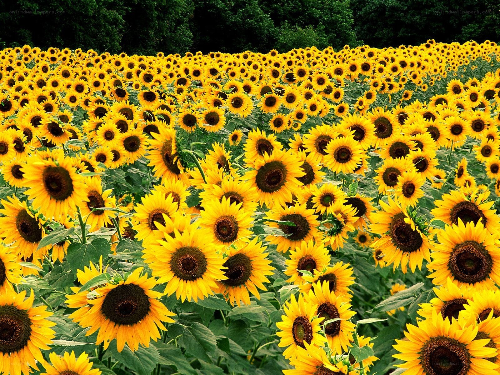 Sunflower field in bloom