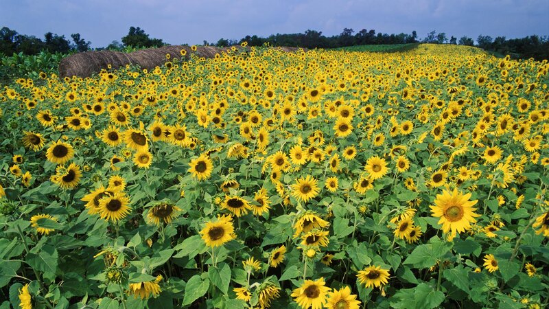 Sunflower field in bloom