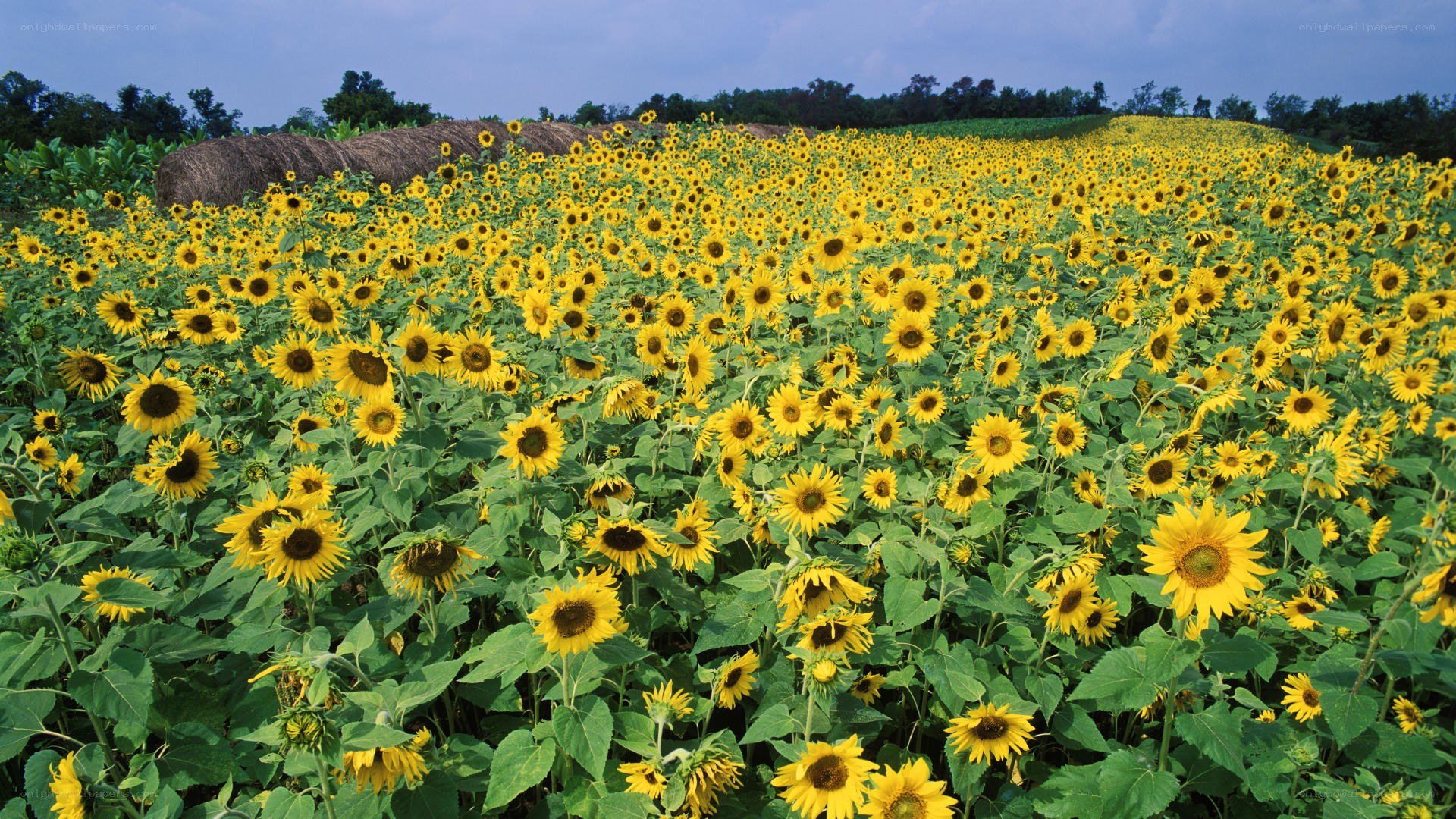 Sunflower field in bloom