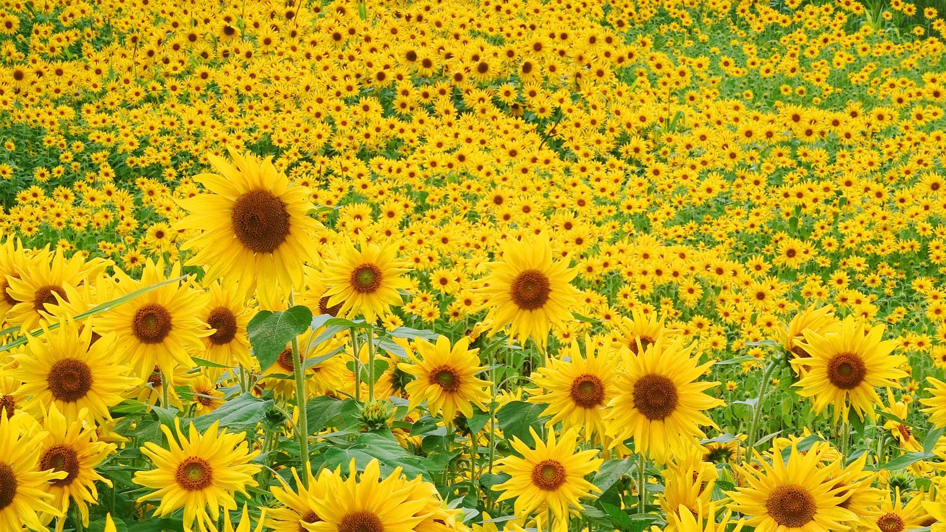 Sunflower field in bloom