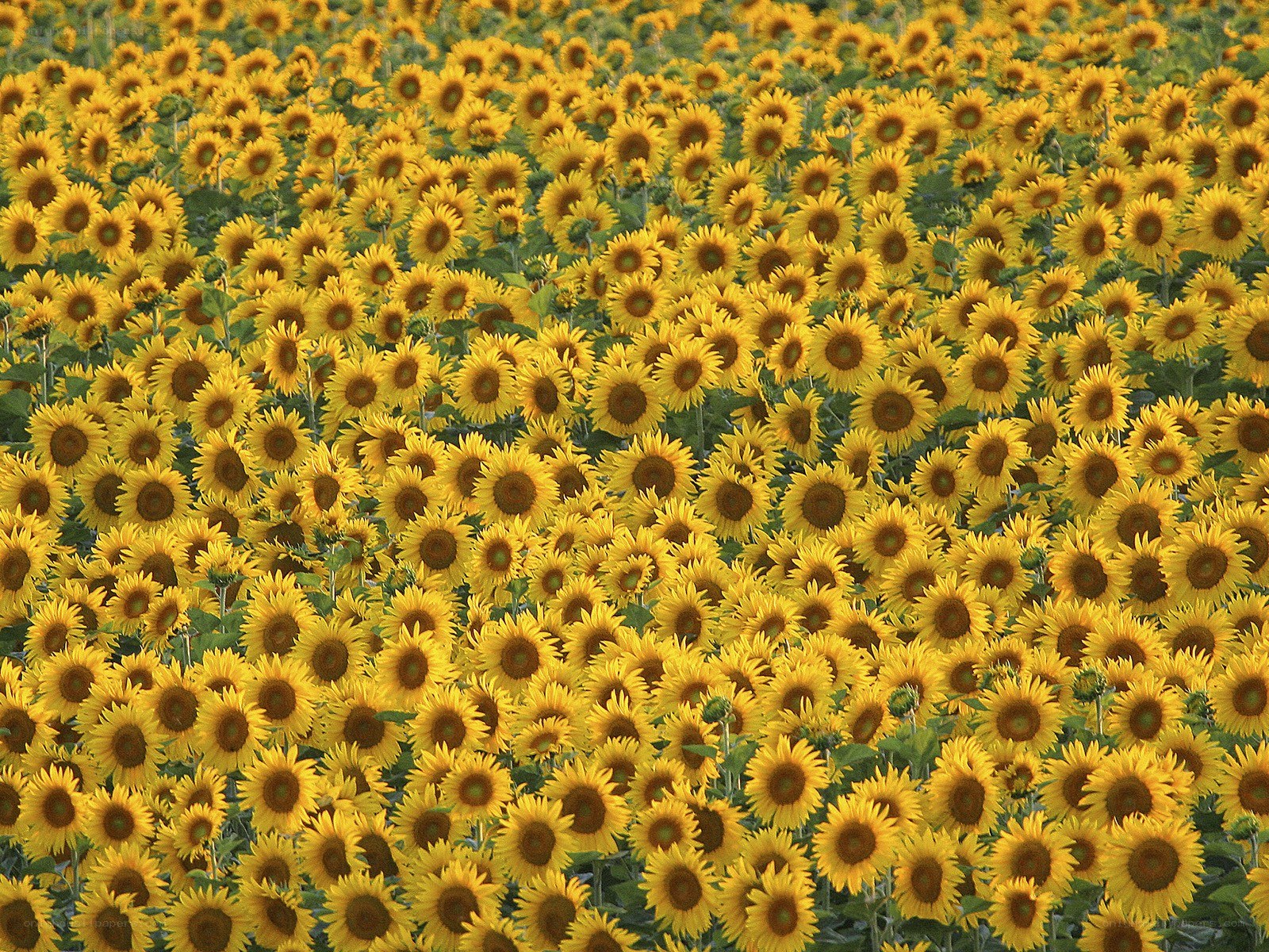 Sunflower field in bloom