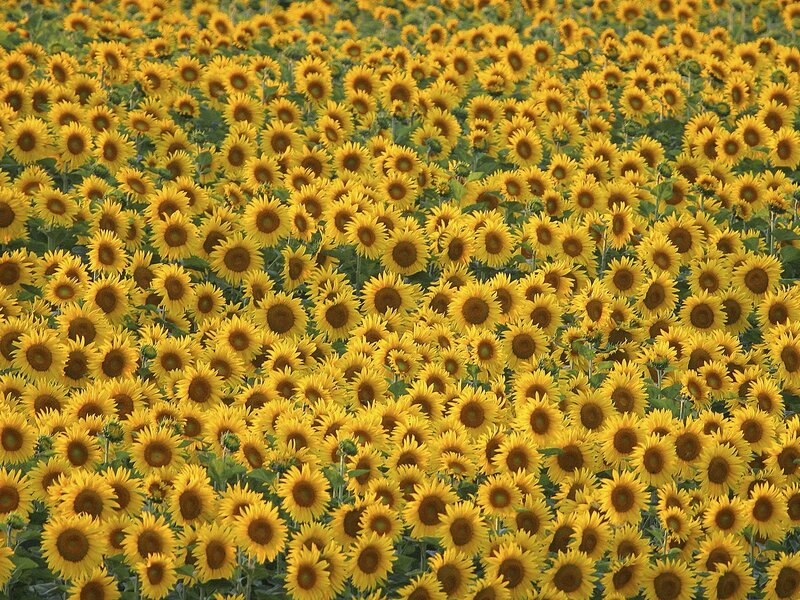 Sunflower field in bloom