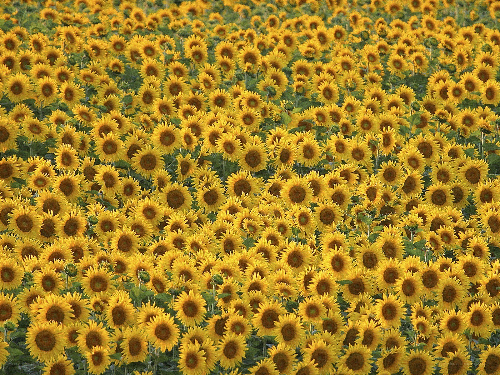 Sunflower field in bloom
