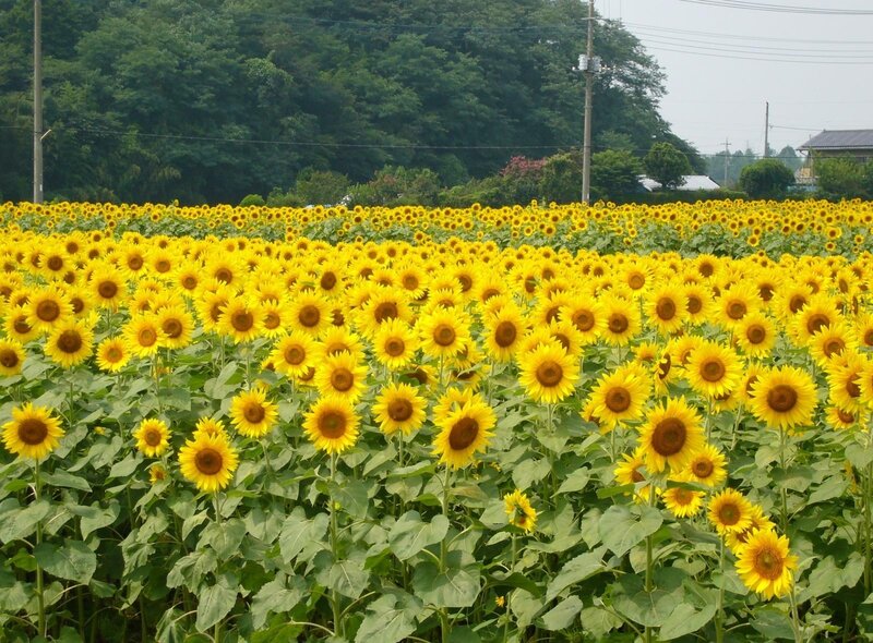 Sunflower field in bloom