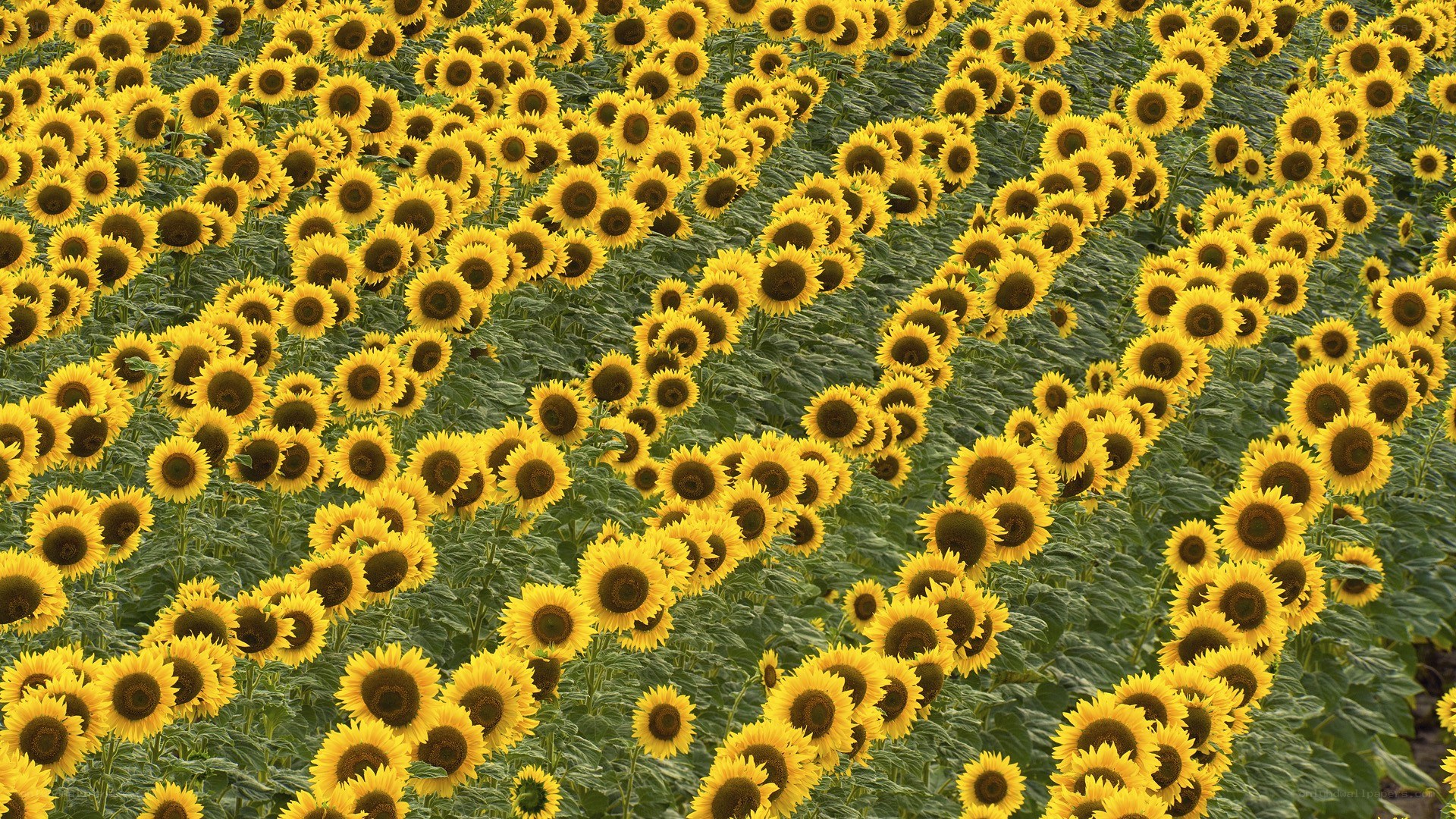 Sunflower field in bloom