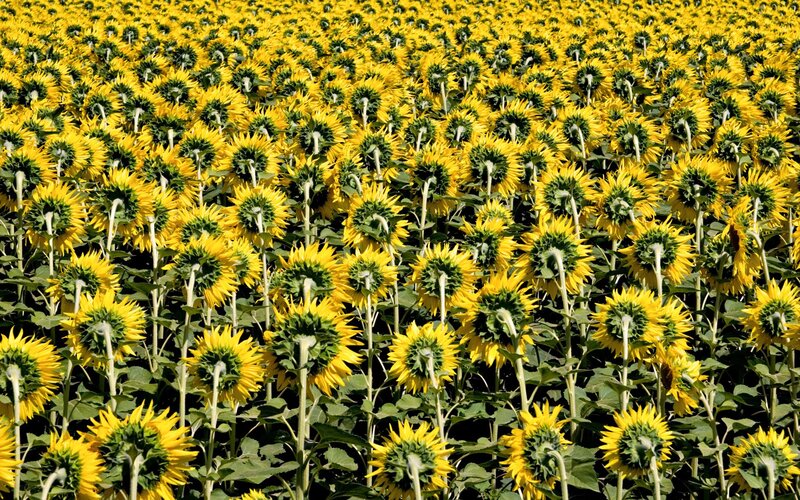Sunflower field in bloom