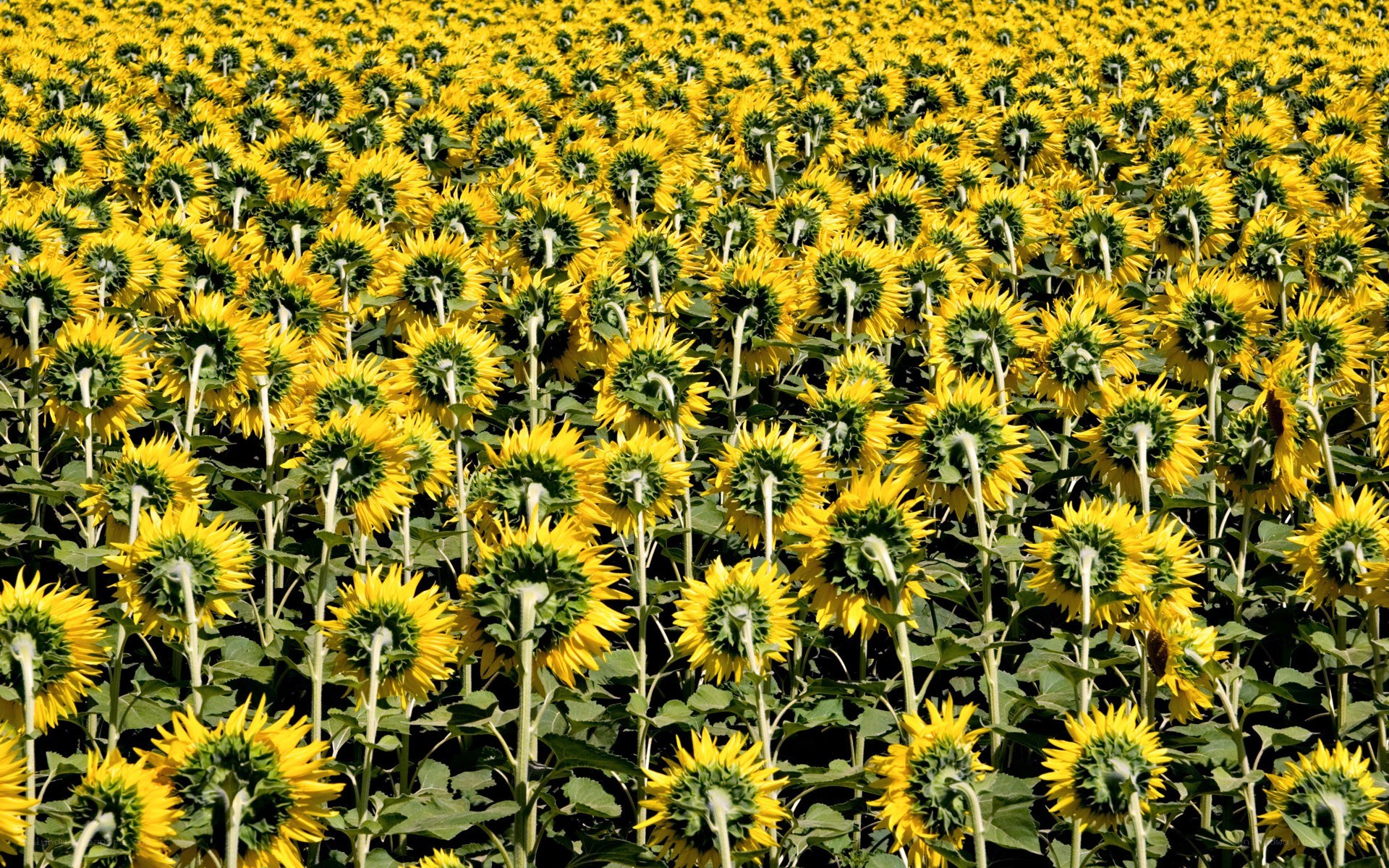 Sunflower field in bloom