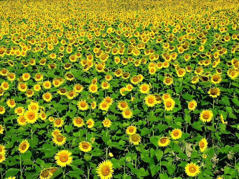 Sunflower field in bloom