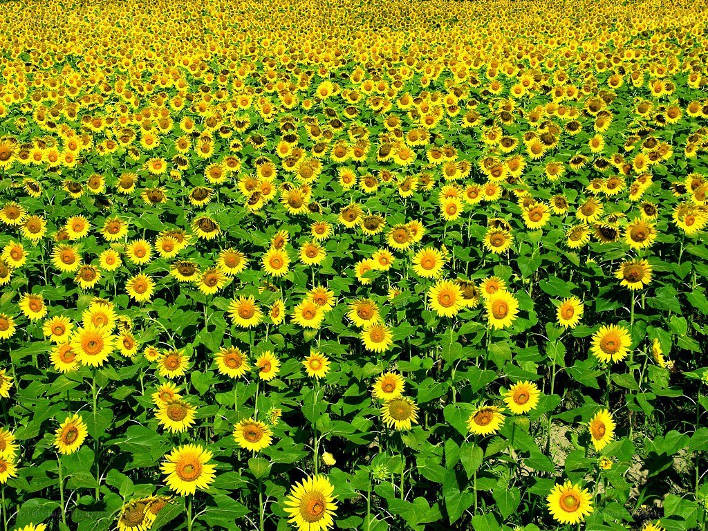 Sunflower field in bloom