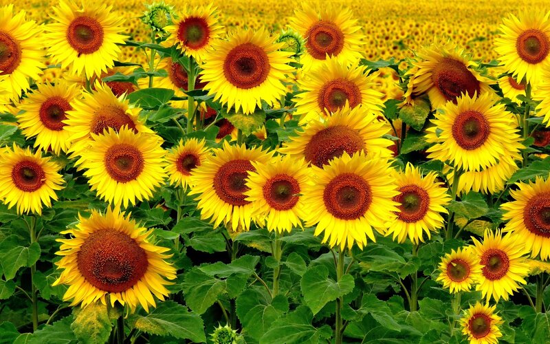 Sunflower field in bloom