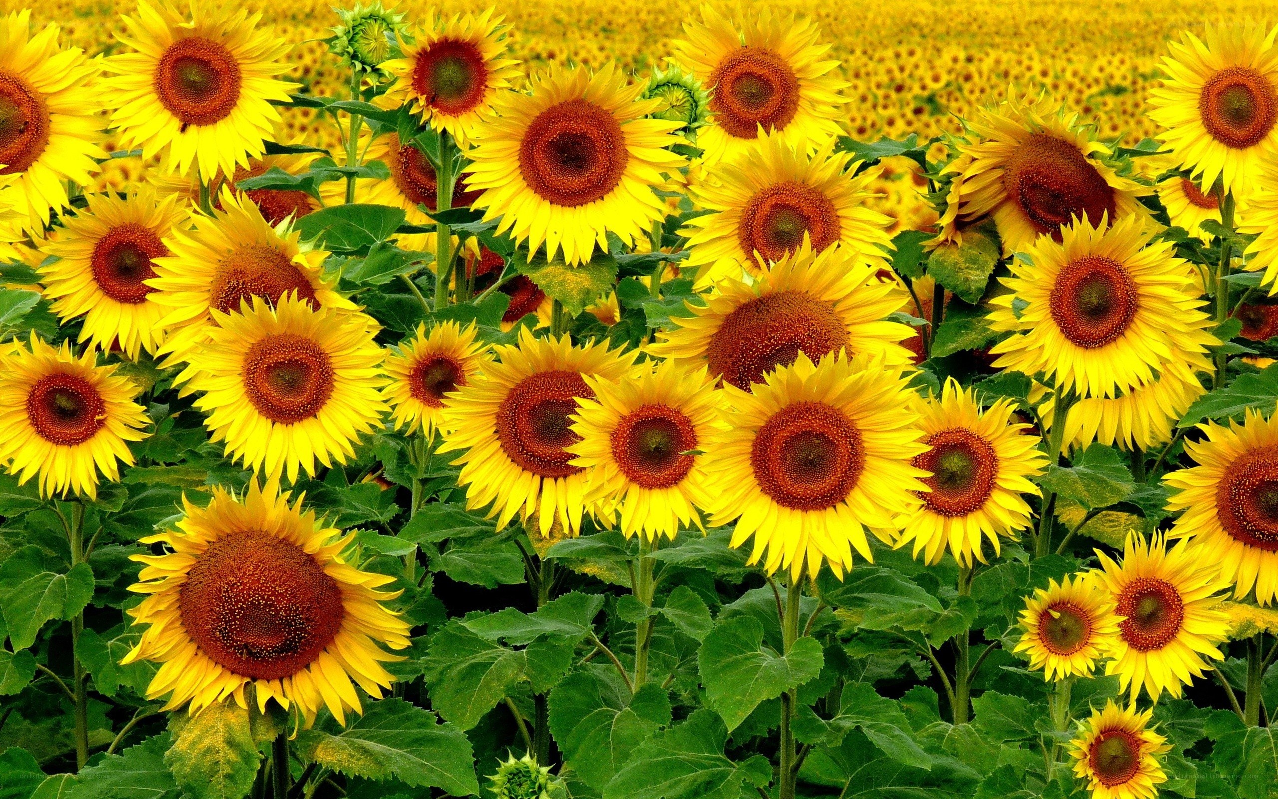 Sunflower field in bloom