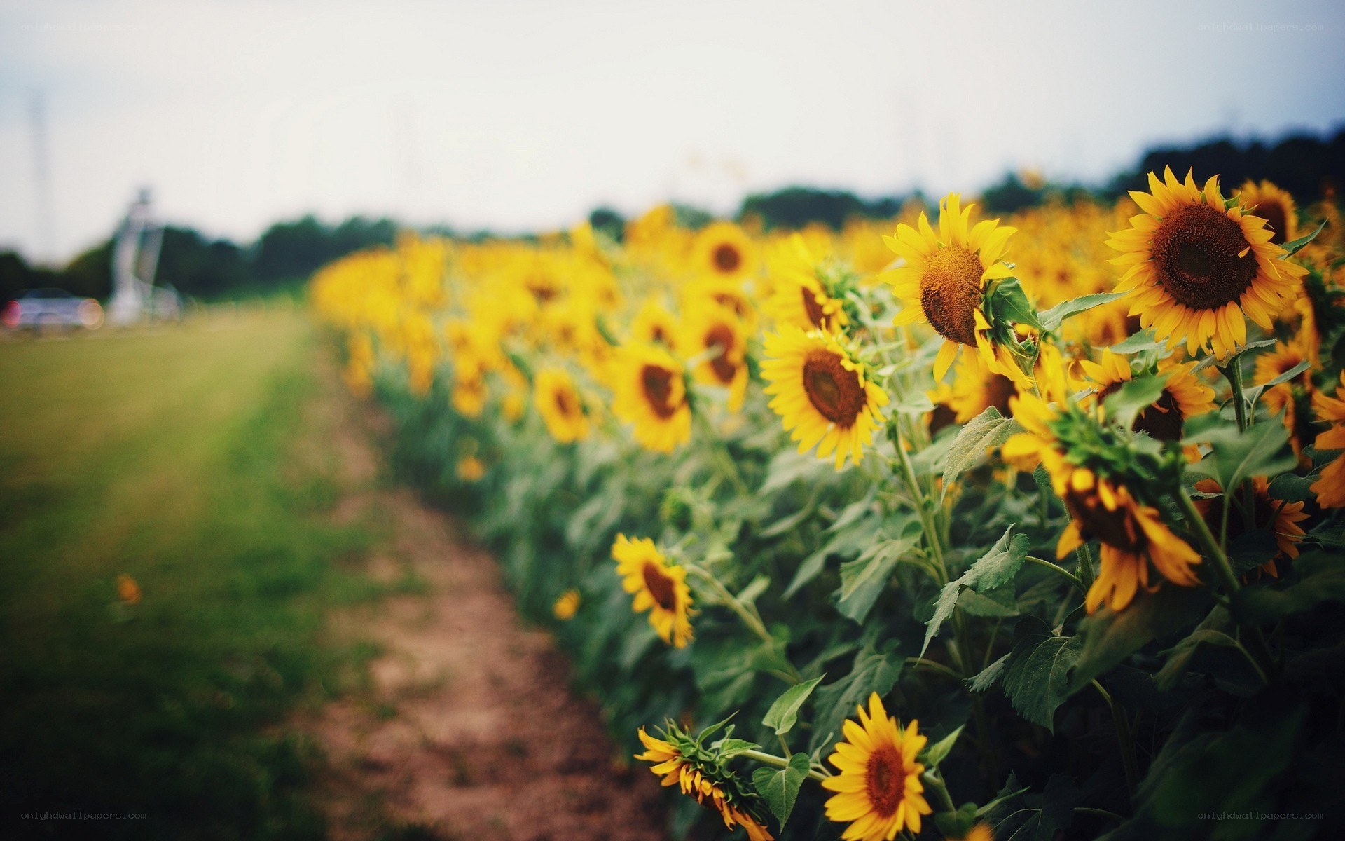 Sunflower field in bloom