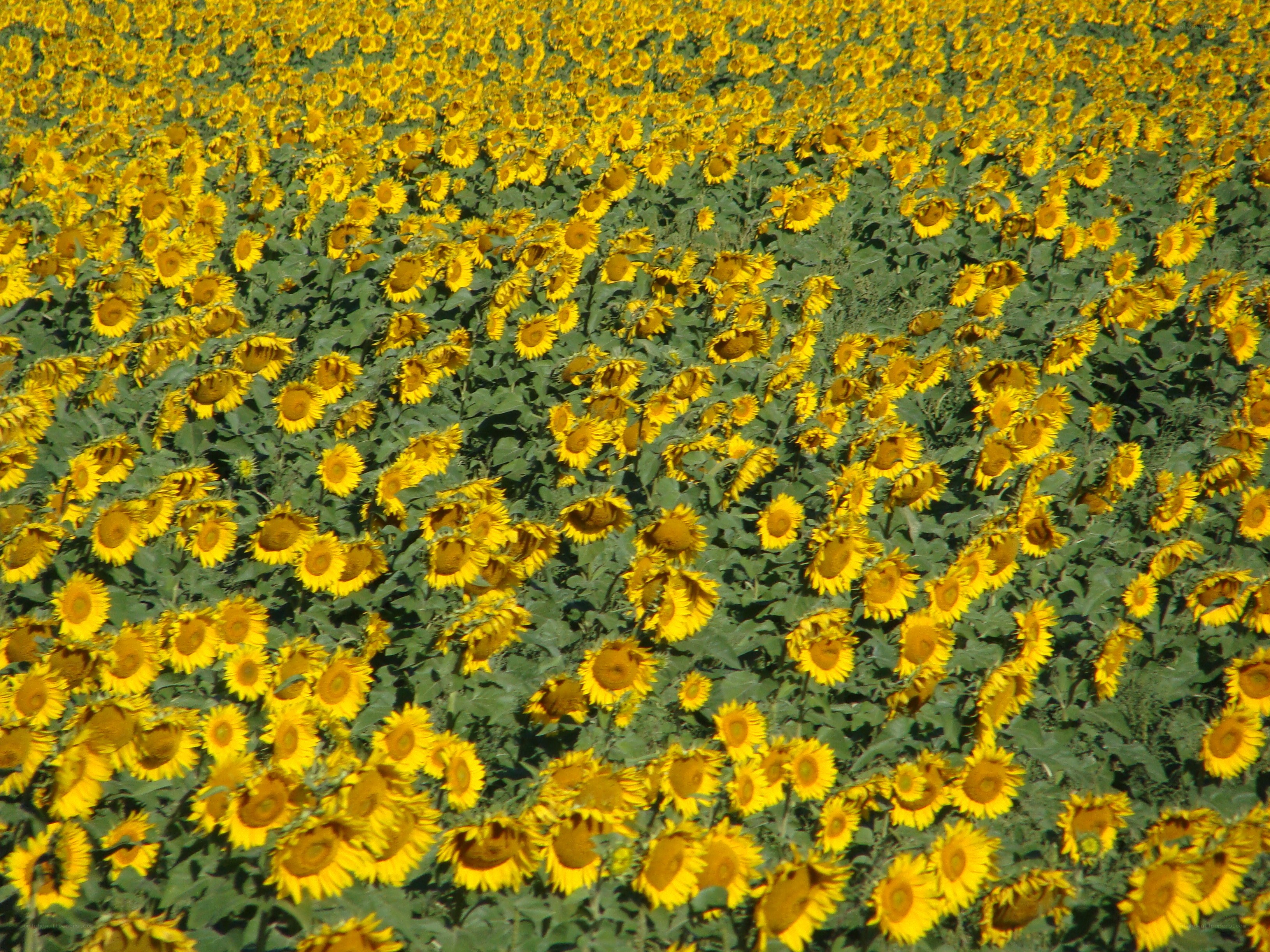 Sunflower field in bloom