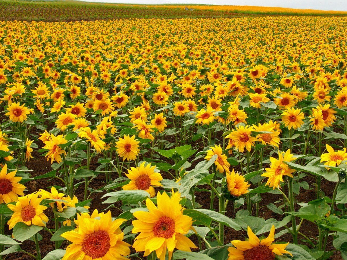 Sunflower field in bloom