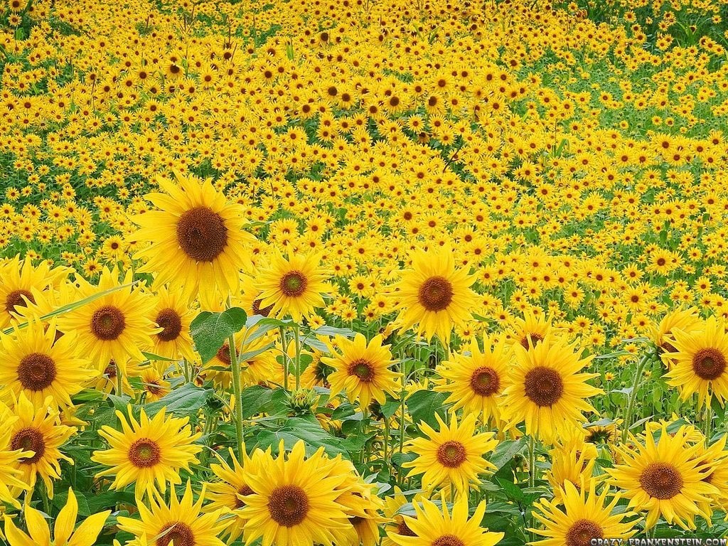 Sunflower field in bloom