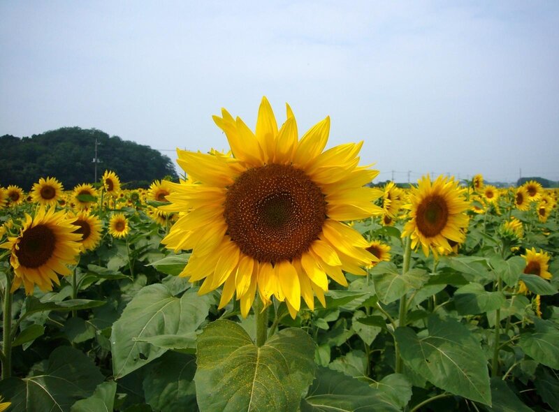Sunflower field in bloom