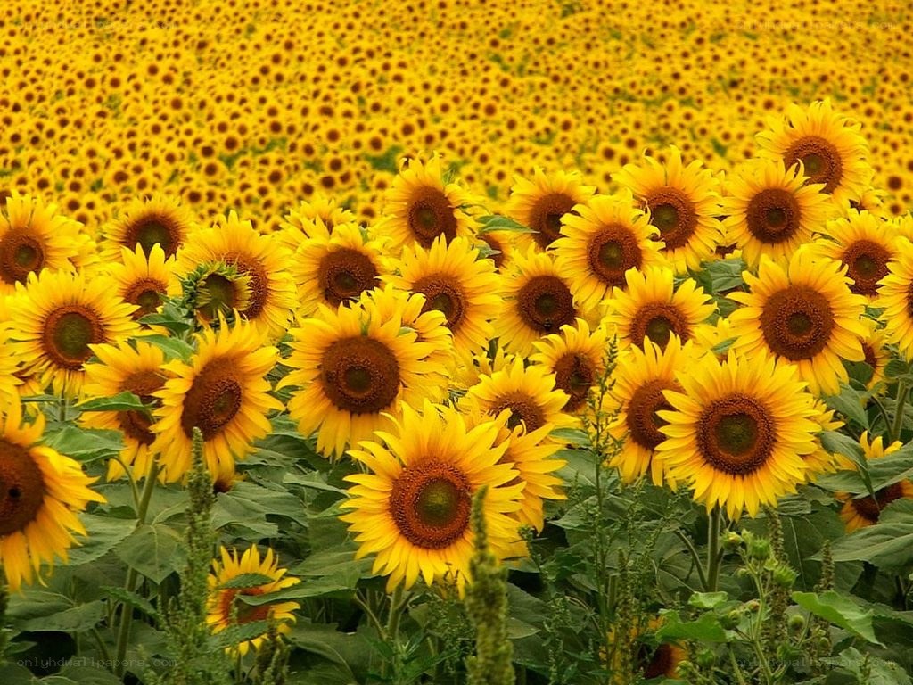 Sunflower field in bloom