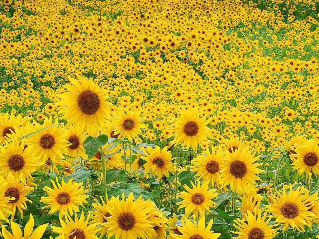 Sunflower field in bloom