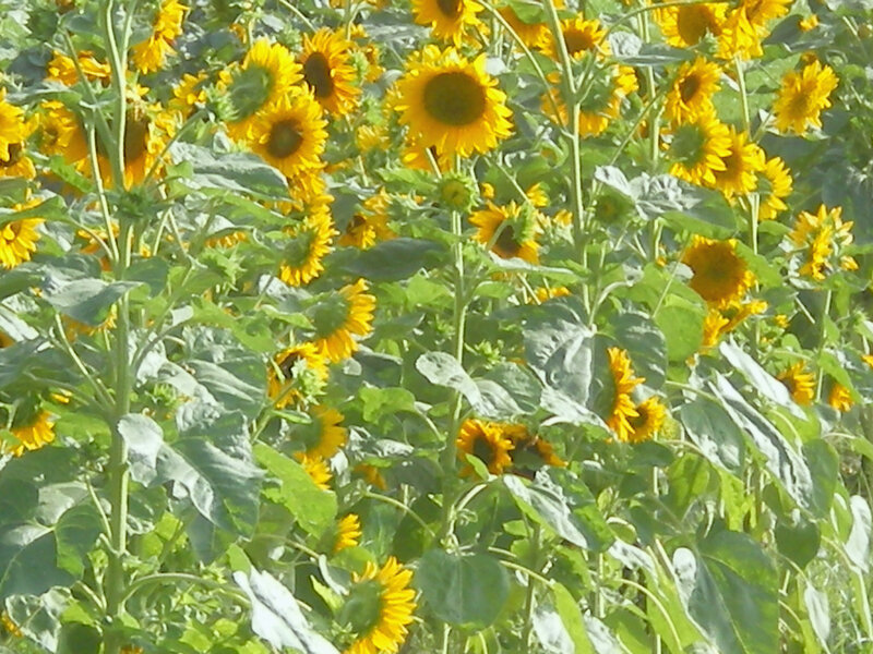 Sunflower field in bloom
