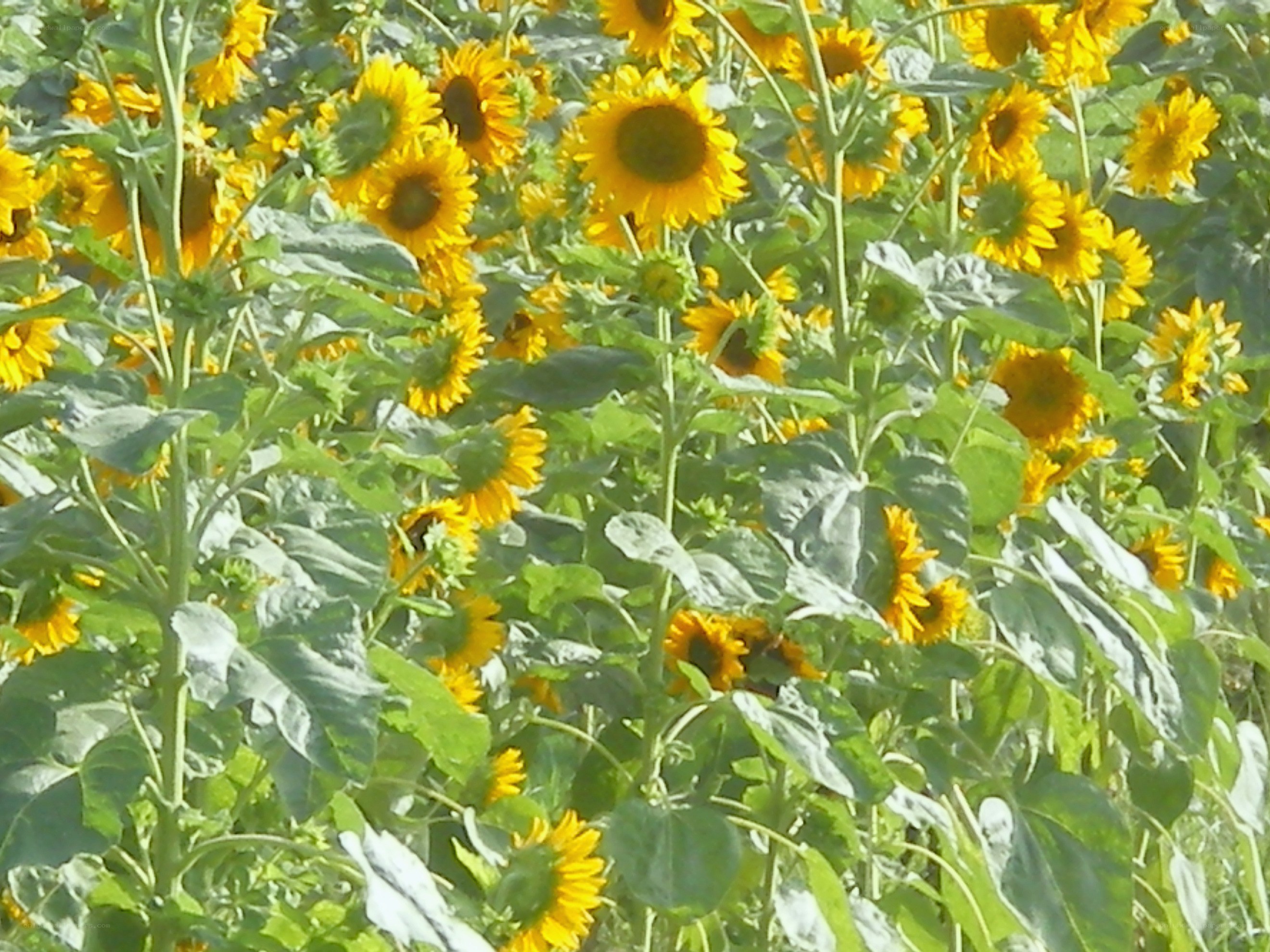 Sunflower field in bloom