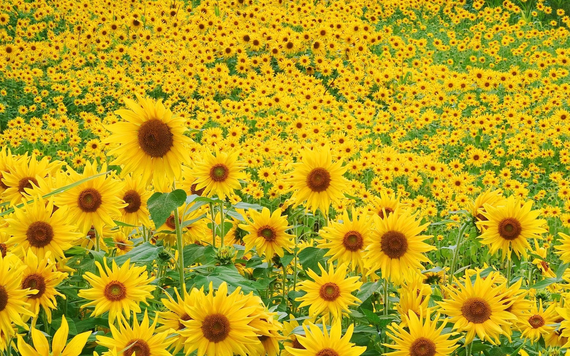 Sunflower field in bloom