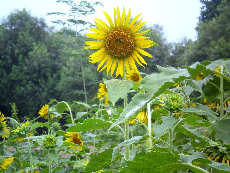 Sunflower field in bloom