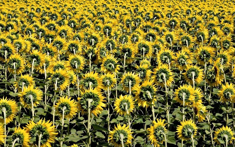 Sunflower field in bloom