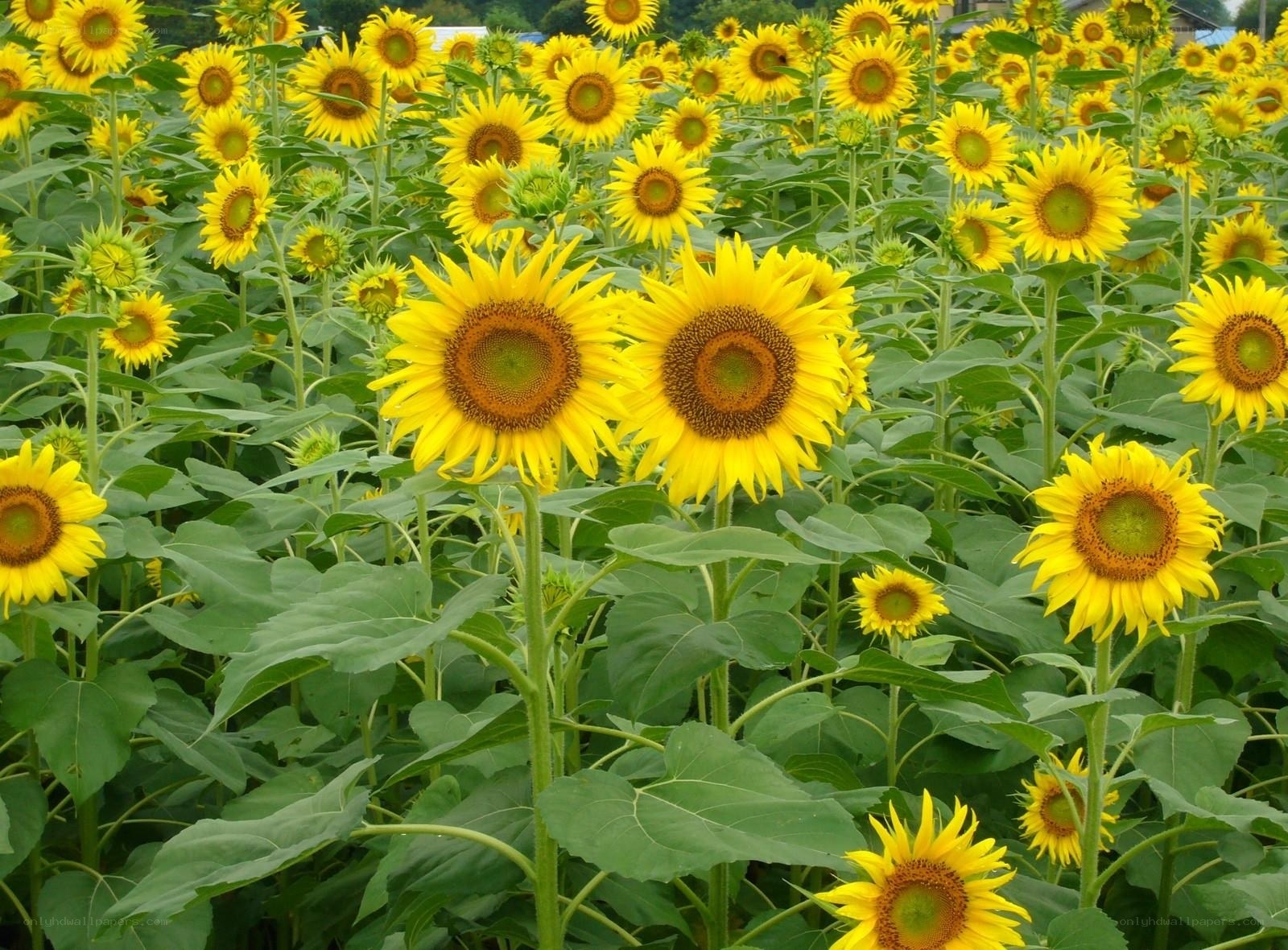 Sunflower field in bloom