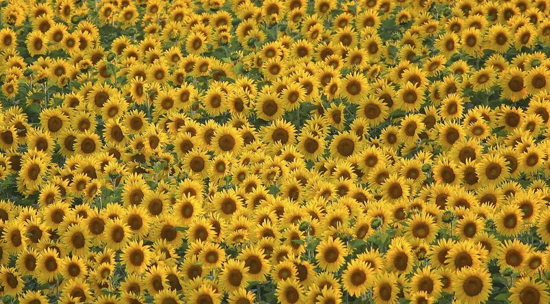 Sunflower field in bloom