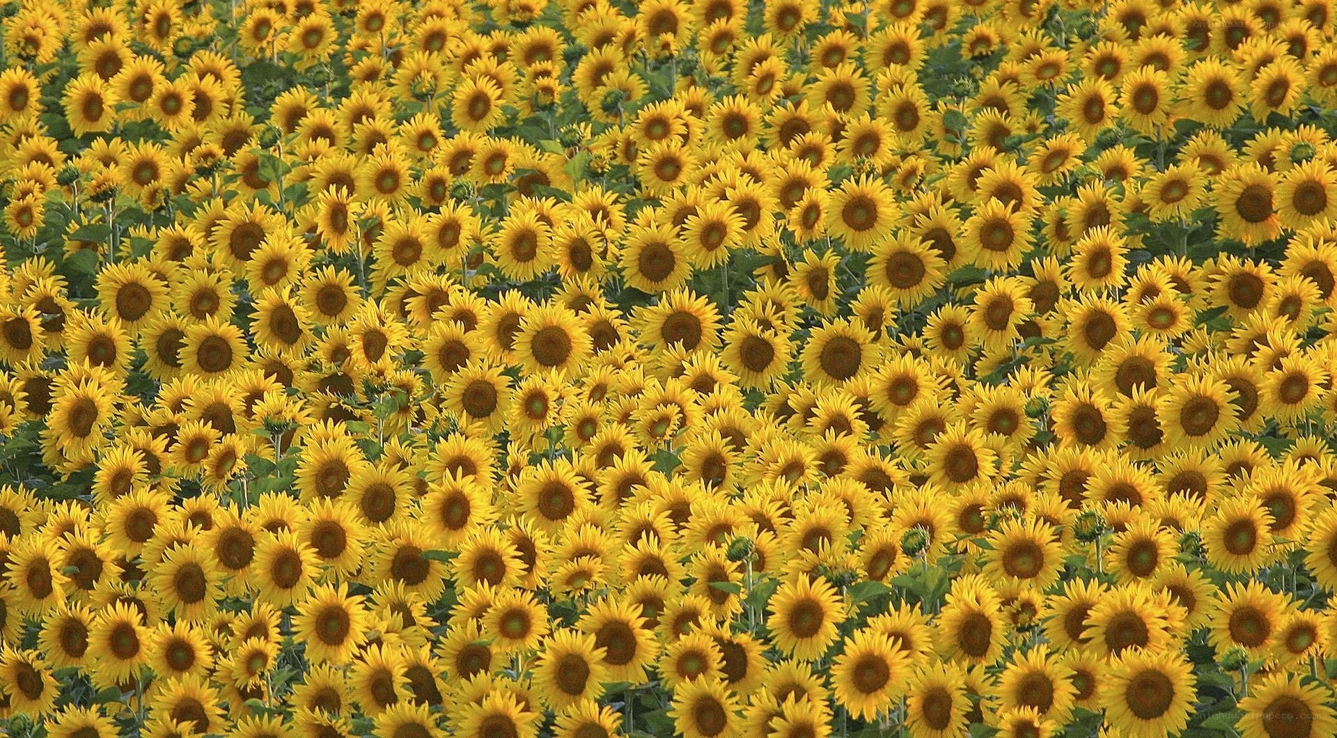 Sunflower field in bloom