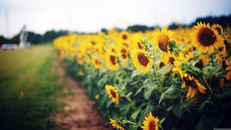 Sunflower Field in Bloom — Yellow, Serene, Afternoon, Photograph, Path