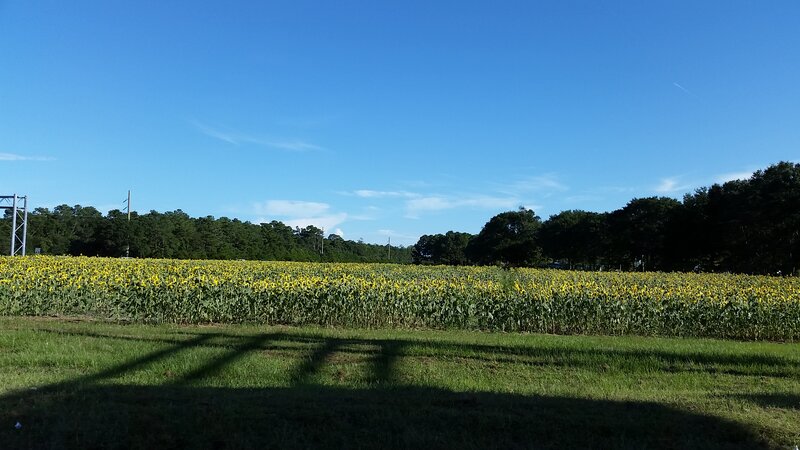 Sunflower Field in Bloom — Yellow, Serene, Afternoon