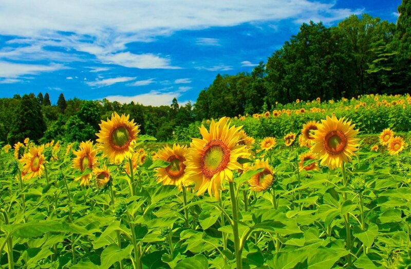 Sunflower Field in Bloom — Yellow, Serene, Summer, Photograph, Sky