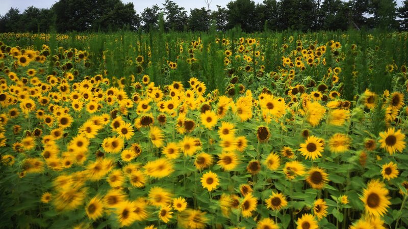 Sunflower Field in Bloom — Yellow, Serene, Summer, Photograph, Trees, Sky