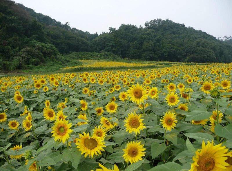 Sunflower Field in Bloom — Yellow, Serene, Summer