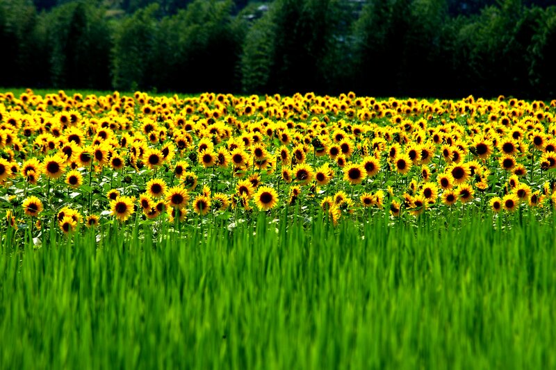 Sunflower Field in Bloom — Yellow, Serene