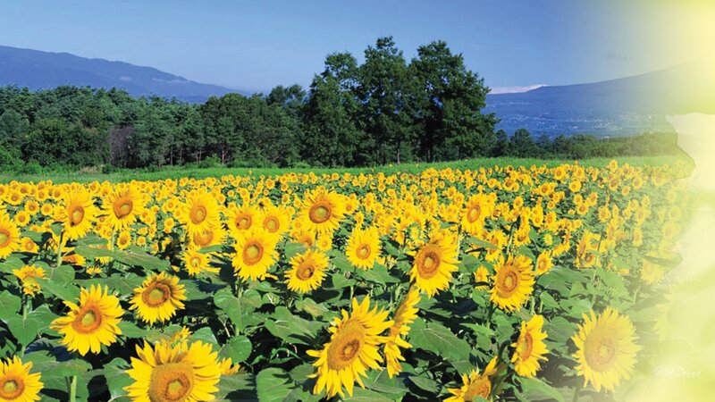 Sunflower Field in Bloom — Yellow