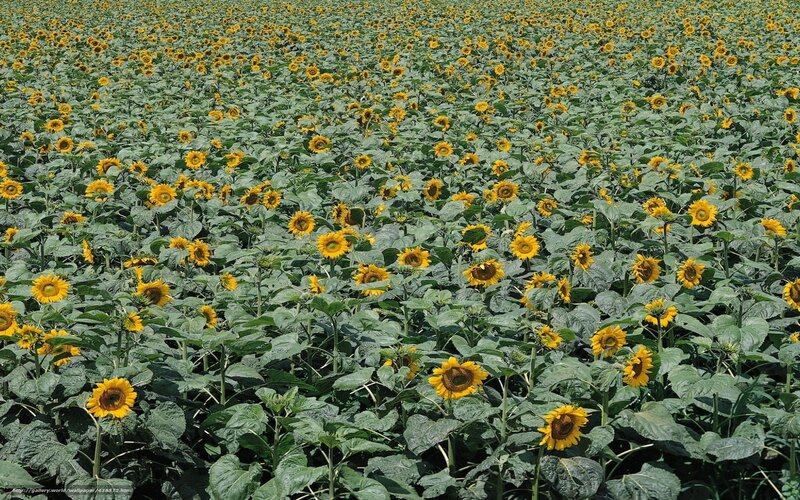 Sunflower field in full bloom