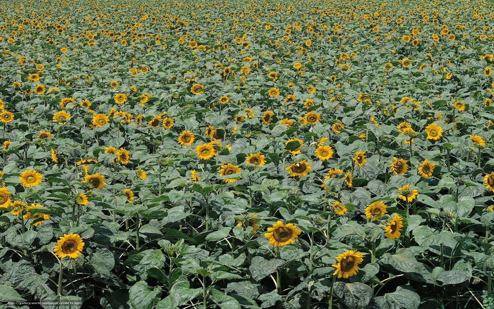 Sunflower field in full bloom