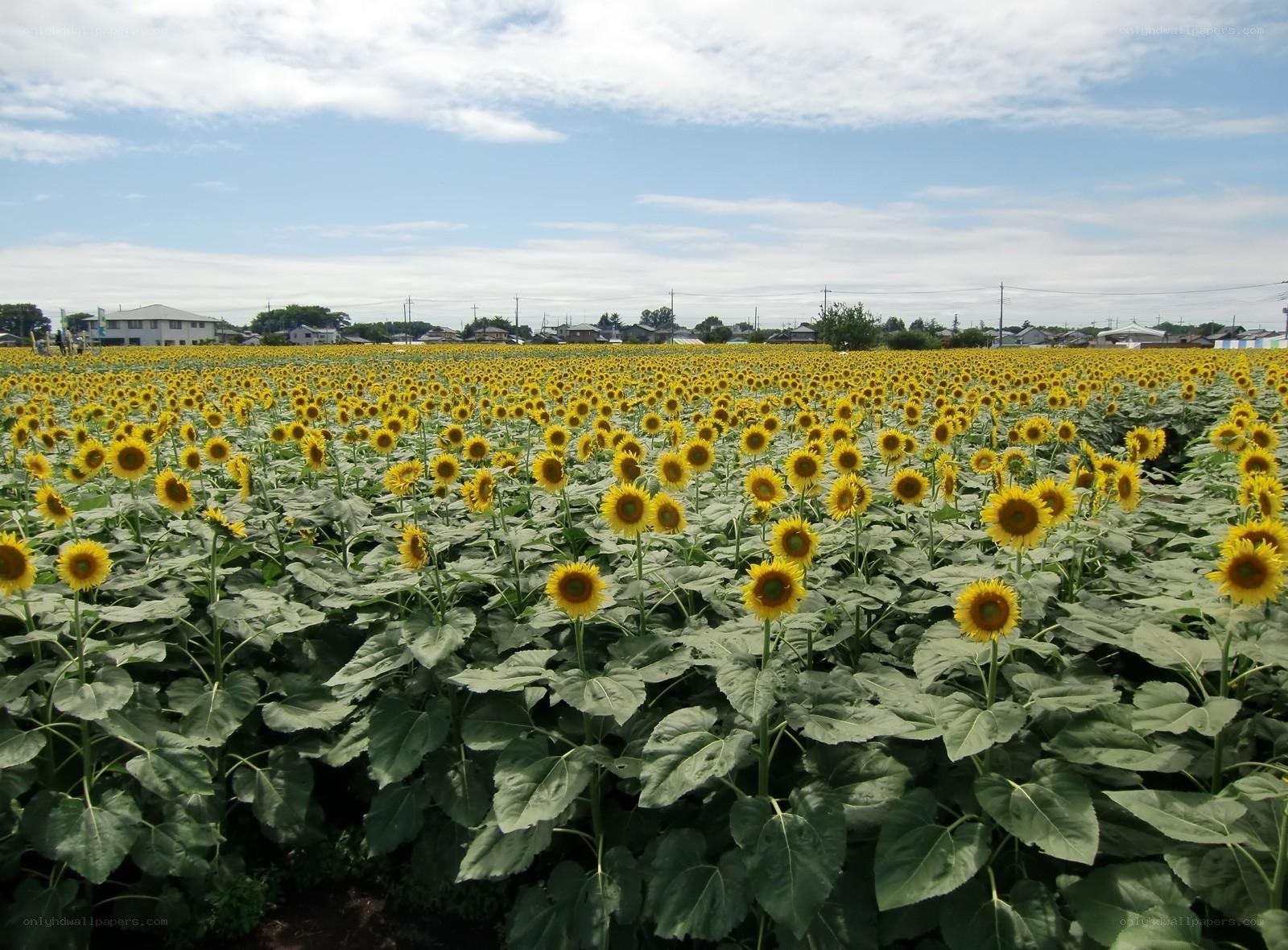 Sunflower field in Japan