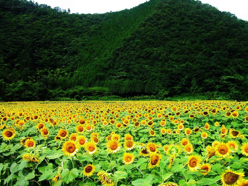 Sunflower field in mountain valley